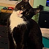 cat, tuxedo_cat, black_and_white, pet, animal, sitting, indoors, bed, blanket, portrait, head_tilt, pink_nose, whiskers, pointed_ears, long_tail, black_fur, white_chest, white_paws, home, cozy
