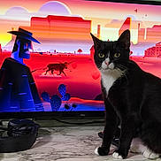Binx is registered to the contest to win money with this photo: animal, animated_background, black_and_white, bull, cactus, cat, cowboy, curious, desert_scene, electronics, headphones, indoor, marble_surface, pet, screen, sitting, table, television, tuxedo_cat, vibrant_colors