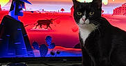 Binx is registered to the contest to win money with this photo: animal, animated_background, black_and_white, bull, cactus, cat, cowboy, curious, desert_scene, electronics, headphones, indoor, marble_surface, pet, screen, sitting, table, television, tuxedo_cat, vibrant_colors