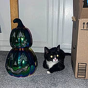 Binx joined the competition — help win amazing prizes! cat, kitten, black_and_white, carpet, pumpkin, decoration, cardboard_box, indoor, floor, eyes_glowing, flash, curious, pet, animal, halloween, feline, small, cute, resting, toy