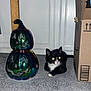 cat, kitten, black_and_white, carpet, pumpkin, decoration, cardboard_box, indoor, floor, eyes_glowing, flash, curious, pet, animal, halloween, feline, small, cute, resting, toy