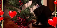 Binx is registered to the contest to win money with this photo: animal, black_and_white_cat, cat, decorative_tree, domestic_cat, doorway, evergreen, festive, flooring, heart_border, holiday_theme, indoor, pet, plaid_fabric, red_berries, red_hearts, sitting, small_tree, wall, wooden_floor