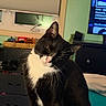 cat, tuxedo_cat, black_and_white, pet, animal, portrait, close_up, whiskers, pink_nose, pointed_ears, sitting, indoors, living_room, furniture, television, window, cozy, black_fur, white_chest, head_tilt