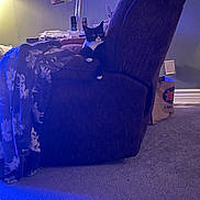 Binx joined the competition — help win amazing prizes! bag, blanket, blue_light, carpet, cat, chair, cozy, furniture, indoor, lamp, living_room, paper, pet, power_outlet, recliner, resting, table, telephone, tuxedo_cat, wall