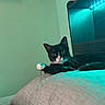 Binx joined the competition — help win amazing prizes! animal, bed, black_and_white, cat, cozy, curious, decor, feline, furniture, home, indoor, looking, painting, paw, pet, relaxing, resting, room, shelf, soft_light
