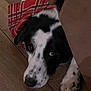 dog, black_and_white, bandana, plaid, wooden_floor, pets, animal, cute, resting, indoor, curious, peeking, fur, paw, canine, spot, snout, ears, companion, home
