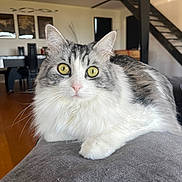 Câline participe au concours pour gagner de l'argent avec cette photo : cat, feline, fluffy, long_hair, gray_and_white, golden_eyes, whiskers, ears, animal, pet, portrait, close_up, sitting, couch, indoor, home, living_room, staircase, wood_floor, adorable