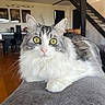 cat, feline, fluffy, long_hair, gray_and_white, golden_eyes, whiskers, ears, animal, pet, portrait, close_up, sitting, couch, indoor, home, living_room, staircase, wood_floor, adorable