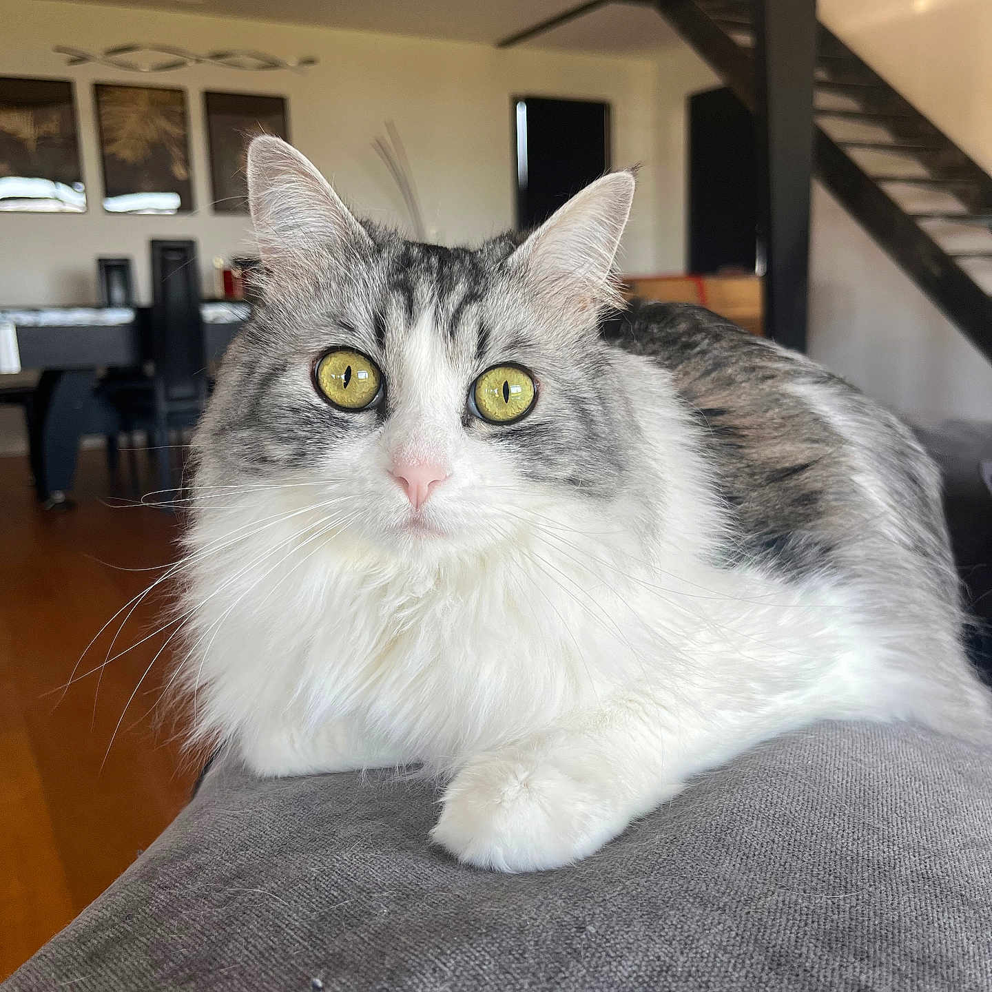Câline participe au concours pour gagner de l'argent avec cette photo : cat, feline, fluffy, long_hair, gray_and_white, golden_eyes, whiskers, ears, animal, pet, portrait, close_up, sitting, couch, indoor, home, living_room, staircase, wood_floor, adorable