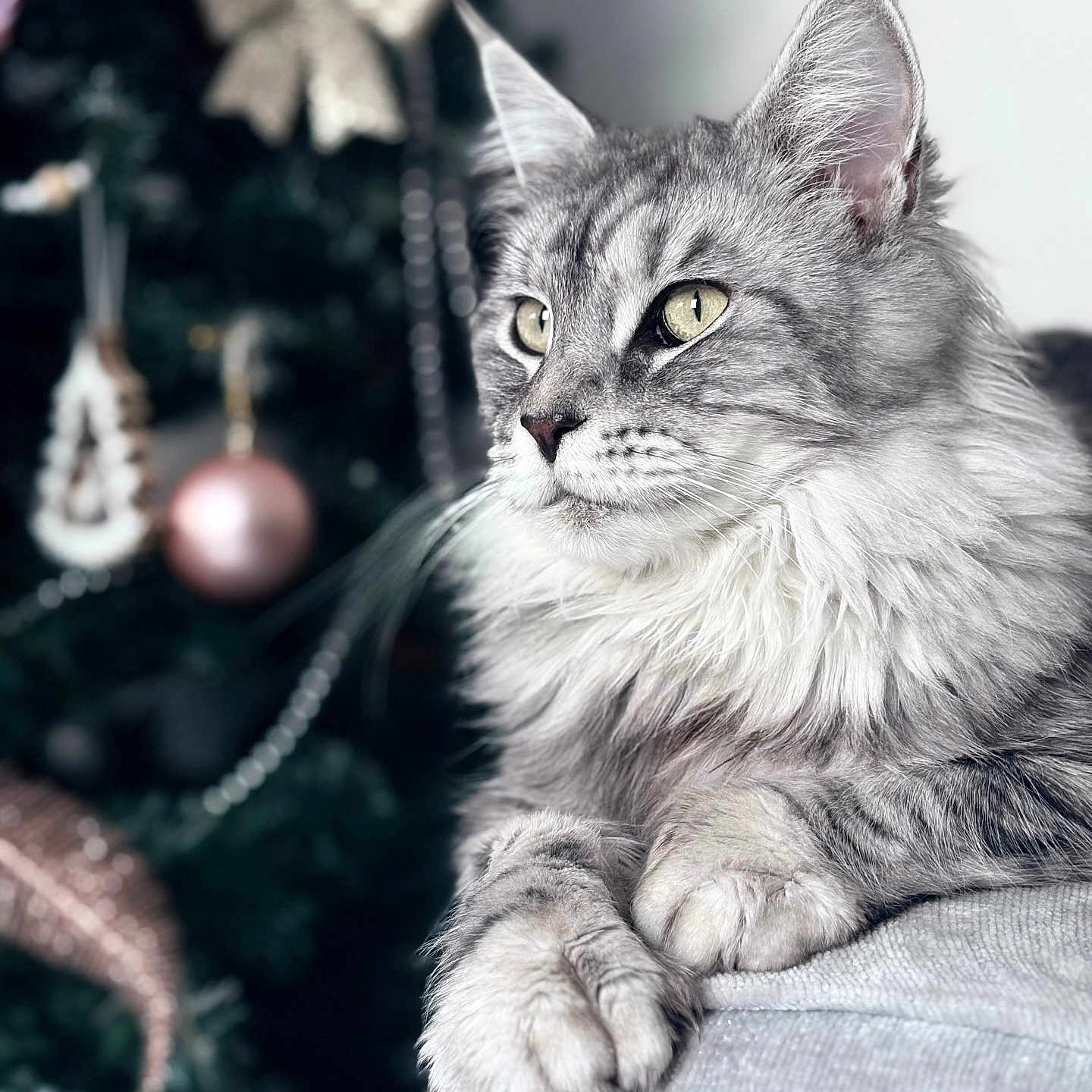 Bella