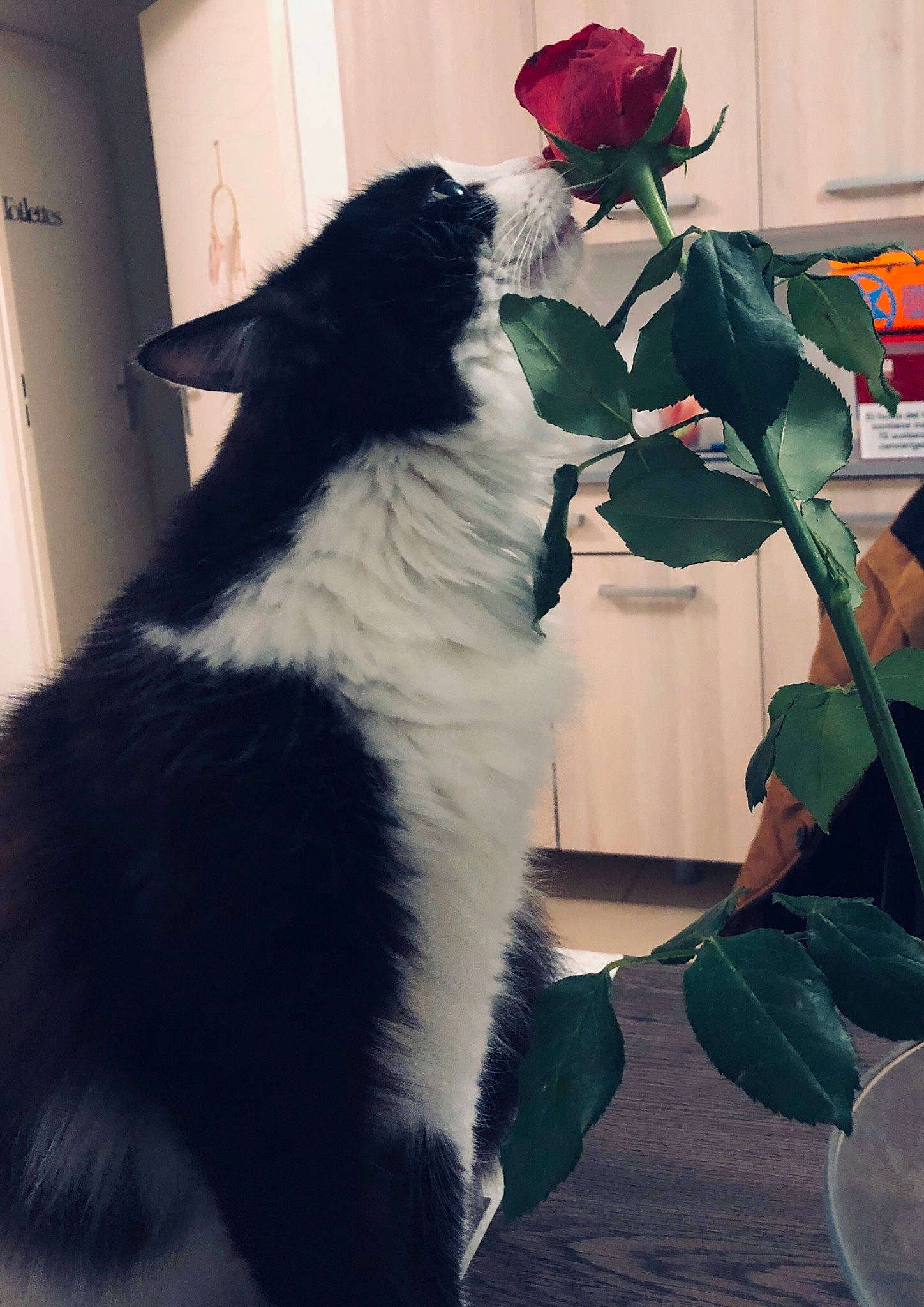 Lola participe au concours pour gagner de l'argent avec cette photo : black_cat, camellia, canidae, carnivore, cat, felidae, flower, formal_wear, fur, kitten, petal, plant, rose, rose_family, rose_order, small_to_medium_sized_cats, tail, whiskers, white