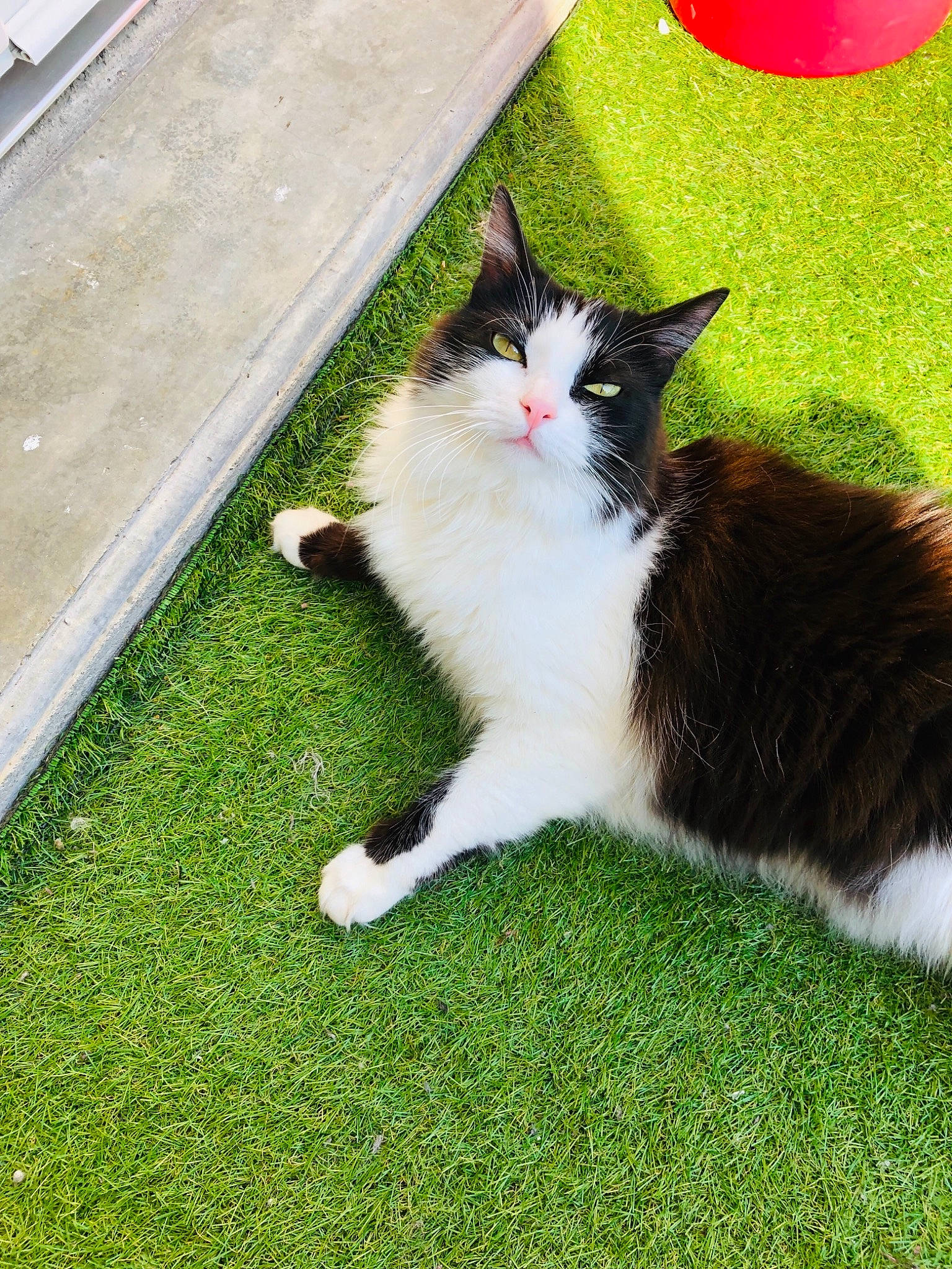 Lola a rejoint le concours — aidez-le/la à gagner de superbes lots ! aegean_cat, carnivore, cat, cymric, domestic_long_haired_cat, domestic_short_haired_cat, european_shorthair, felidae, flooring, fur, grass, kitten, mammal, norwegian_forest_cat, plant, polydactyl_cat, ragamuffin, small_to_medium_sized_cats, tail, whiskers