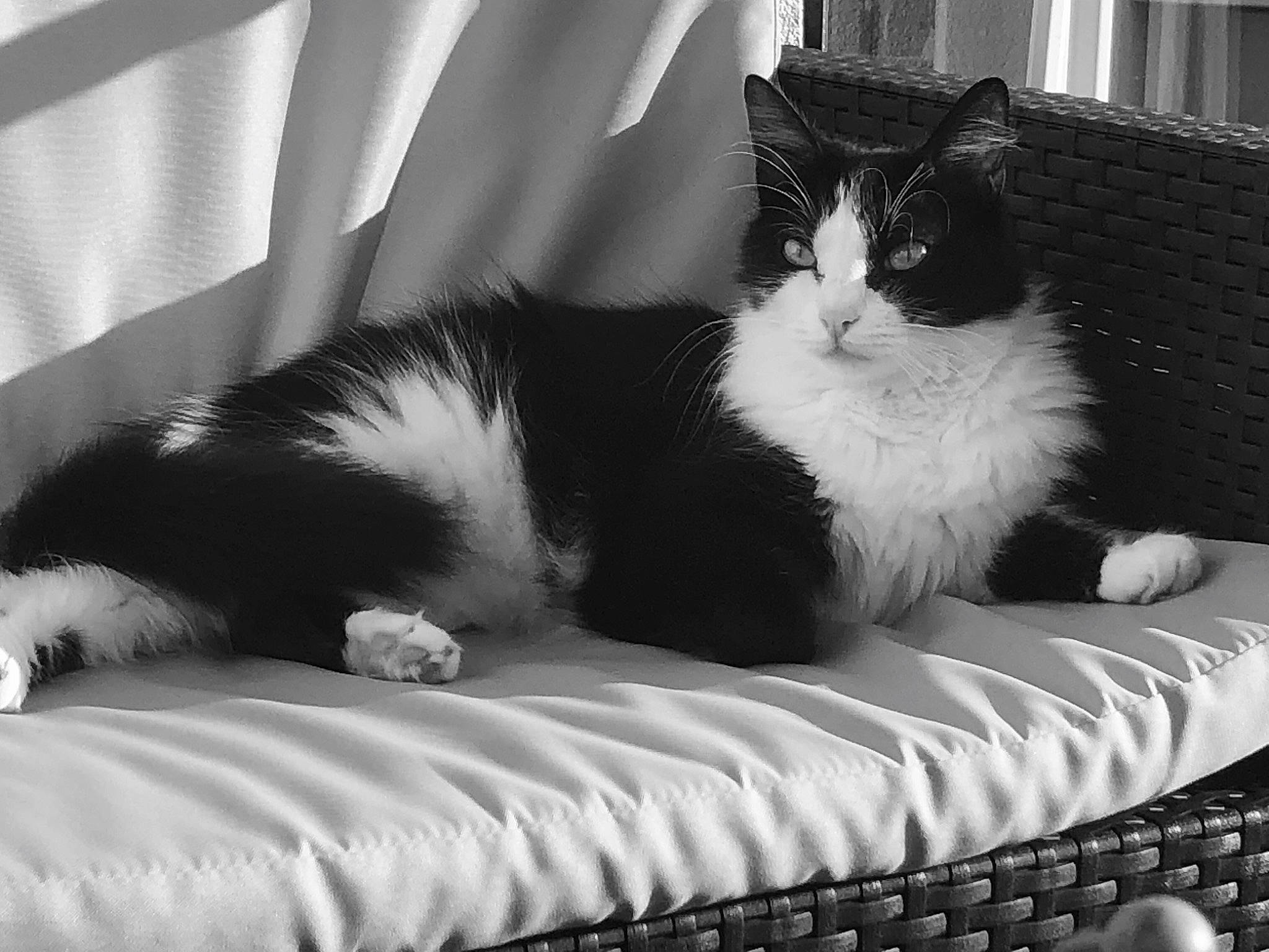 Lola participe au concours pour gagner de l'argent avec cette photo : bed, black, black_and_white, black_cat, carnivore, cat, domestic_short_haired_cat, felidae, fur, furniture, kitten, monochrome, monochrome_photography, norwegian_forest_cat, polydactyl_cat, room, small_to_medium_sized_cats, style, tail, whiskers