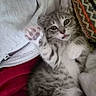 Cleo is registered to the contest to win money with this photo: kitten, cat, gray_tabby, paw, person, hoodie, zipper, couch, pillow, patterned_pillow, cozy, indoor, pet, cute, fur, whiskers, relaxed, lying_down, closeup, playful