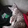 Cleo is registered to the contest to win money with this photo: kitten, cat, gray_tabby, sleepy, couch, blanket, person, clothing, paw, whiskers, striped, feline, relaxed, indoor, fur, cute, pet, resting, cozy, pink