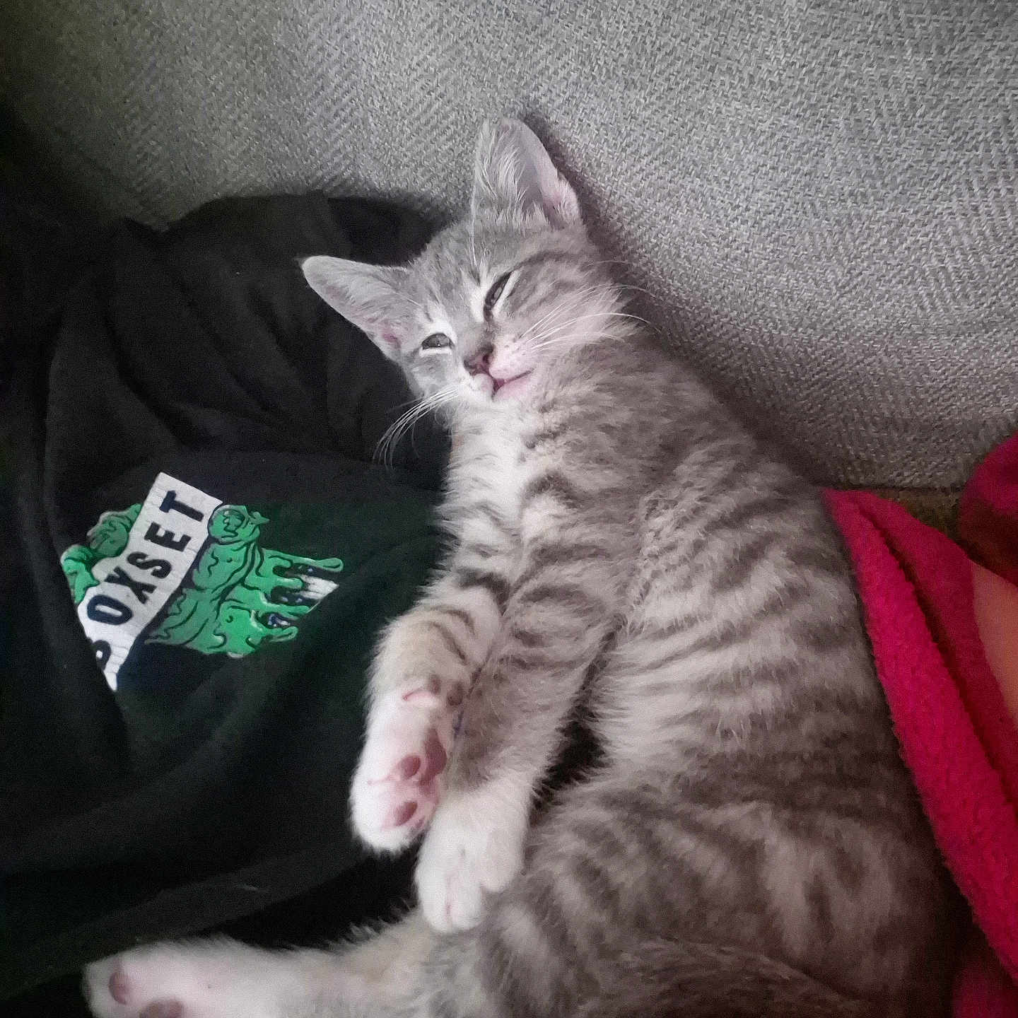 Cleo is registered to the contest to win money with this photo: kitten, cat, gray_tabby, sleepy, couch, blanket, person, clothing, paw, whiskers, striped, feline, relaxed, indoor, fur, cute, pet, resting, cozy, pink