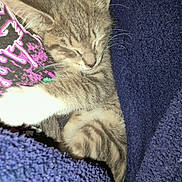 Cleo joined the competition — help win amazing prizes! kitten, sleeping, tabby, cat, fur, whiskers, blanket, cozy, closeup, nap, pet, animal, soft, resting, indoor, cute, feline, young, comfort, domestic