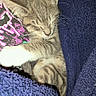 kitten, sleeping, tabby, cat, fur, whiskers, blanket, cozy, closeup, nap, pet, animal, soft, resting, indoor, cute, feline, young, comfort, domestic