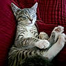 animal, blanket, cat, cozy, cute, fur, gray, indoor, kitten, paw, pet, red, relaxation, resting, sleeping, soft, tabby, whiskers, white, young