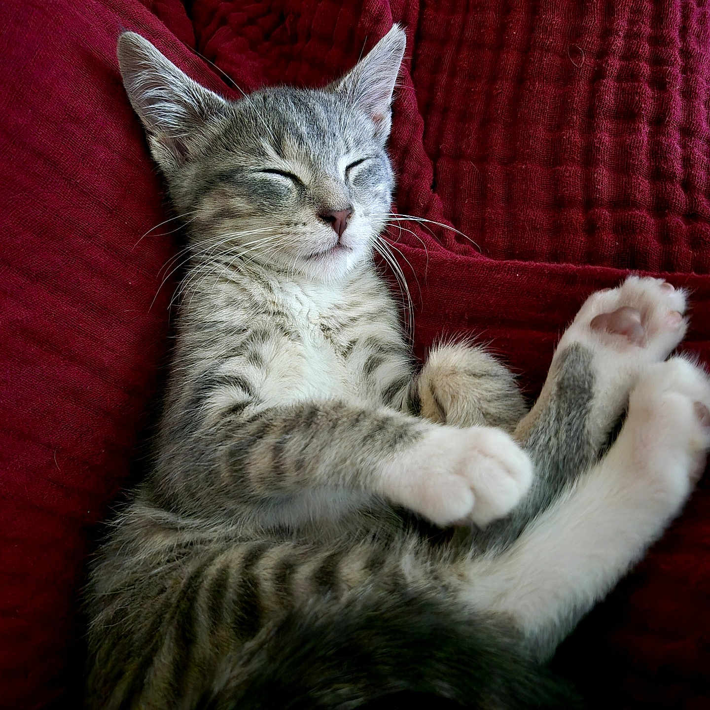 Cosmo