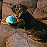 black_and_tan_coat, blue_toy, collar, comfortable, couch, cushion, dog, fur, gaze, indoor, living_room, looking_at_camera, paws, pet, plush_toy, reclining, snout, sofa_seam, stitching, upholstery