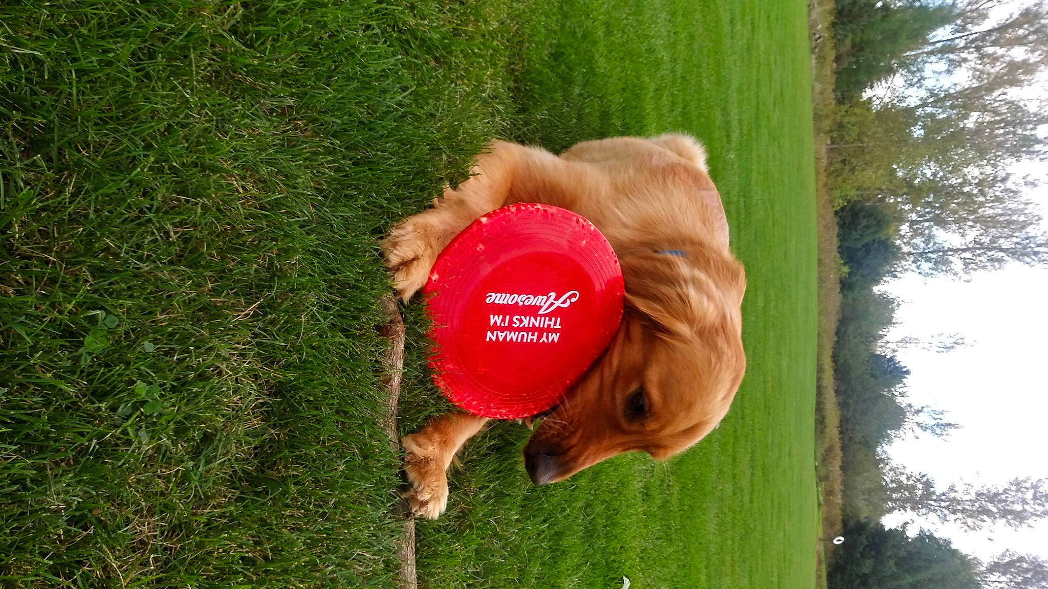 Gunner joined the competition — help win amazing prizes! balloon, child, fun, grass, grass_family, grassland, happy, headgear, lawn, leisure, meadow, party_supply, people_in_nature, petal, plant, recreation, sky, t_shirt, toy, tree