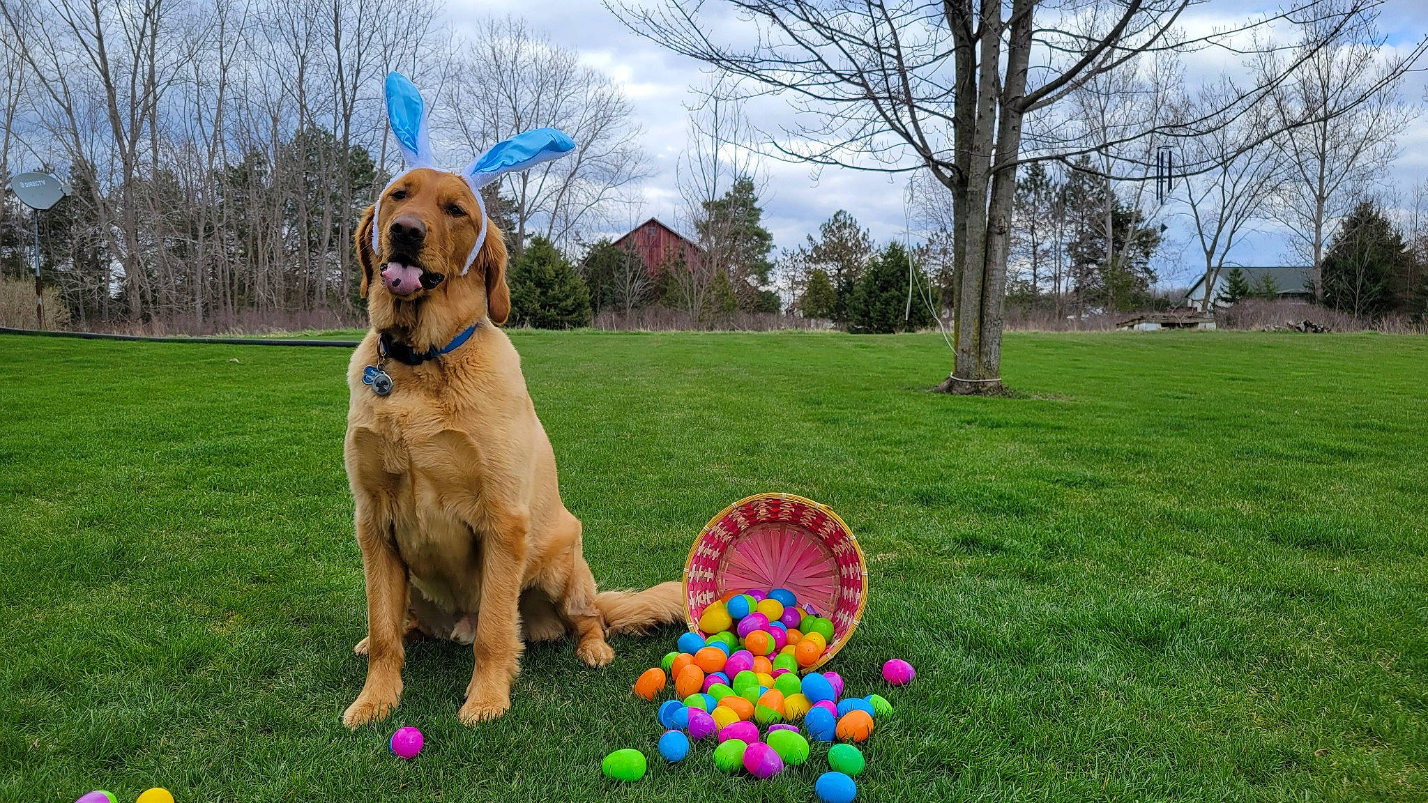 Gunner is registered to the contest to win money with this photo: ball, balloon, carnivore, cloud, companion_dog, dog, dog_breed, fawn, fun, grass, grassland, lawn, leisure, plant, recreation, sky, sporting_group, sunglasses, toy, tree