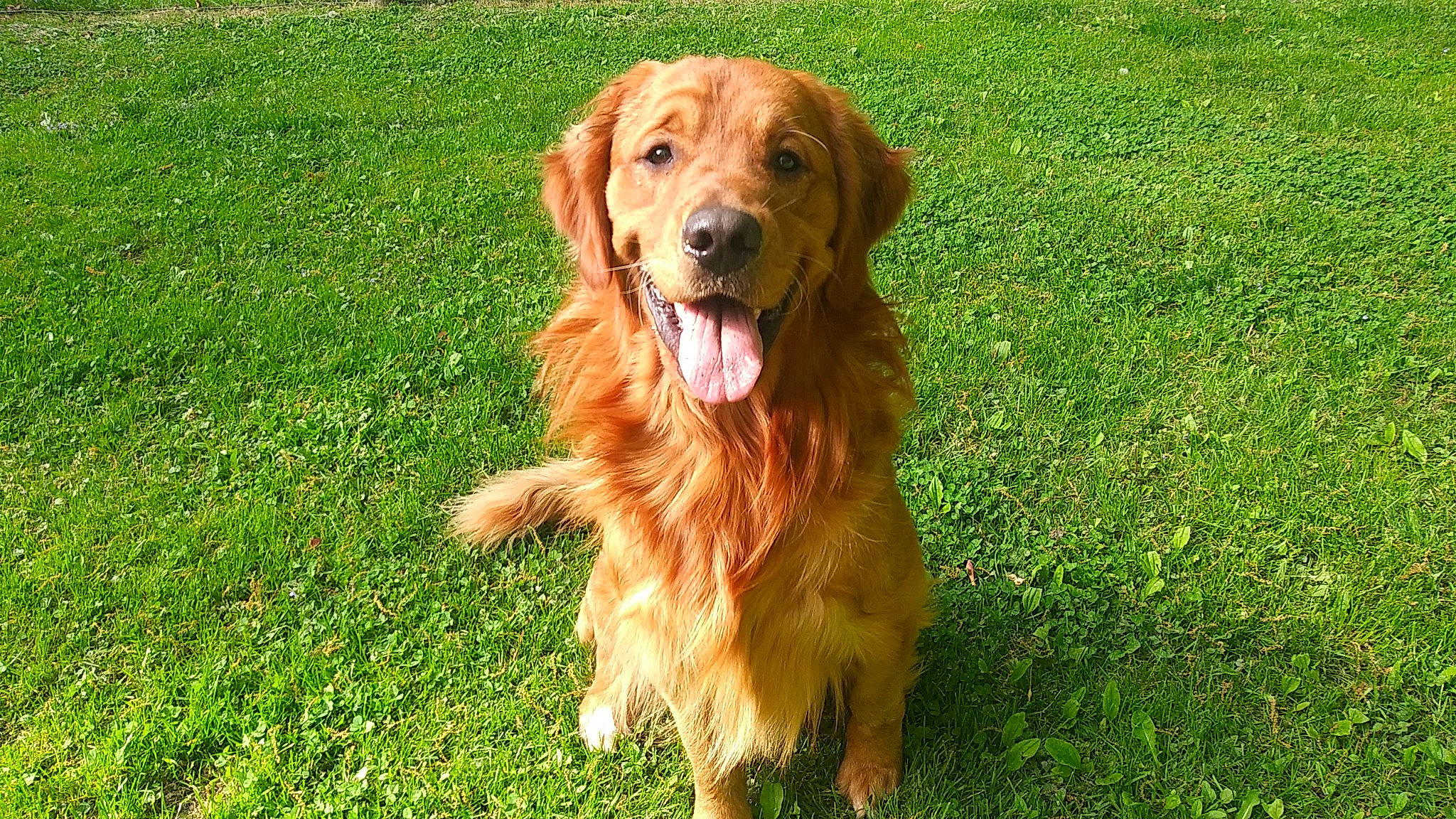 Copper is registered to the contest to win money with this photo: ball, canidae, carnivore, companion_dog, dog, dog_breed, fawn, golden_retriever, grass, gun_dog, hunting_dog, liver, plant, retriever, sporting_group, tail, working_dog