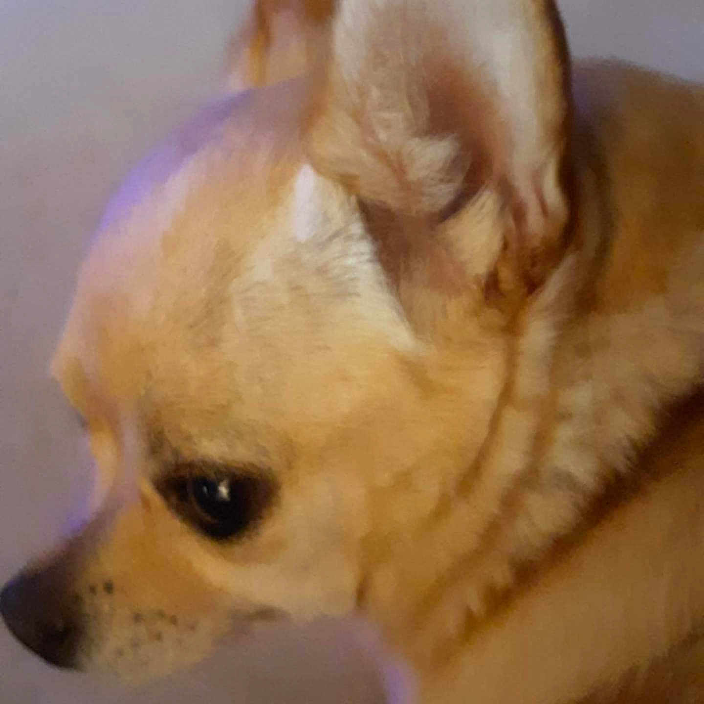 B.j. joined the competition — help win amazing prizes! animal, brown_coat, canine, close_up, companion, cute, dog, domestic_animal, ear, fur, head, indoor, looking_away, mammal, pet, portrait, side_profile, small_dog, snout, young