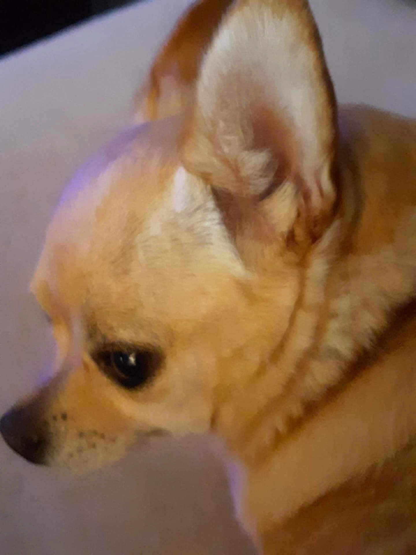 B.j. joined the competition — help win amazing prizes! dog, close_up, side_profile, brown_coat, ear, pet, animal, canine, fur, head, snout, indoor, portrait, looking_away, mammal, cute, domestic_animal, young, small_dog, companion