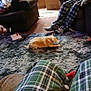 B.j. is registered to the contest to win money with this photo: dog, indoor, rug, couch, plaid_pajamas, person, carpet, living_room, relaxing, furniture, brown_dog, home, seated, cozy, blurry, casual, floor, pet, legs, scissors