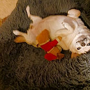 B.j. joined the competition — help win amazing prizes! dog, stuffed_toy, rug, lying_down, indoor, pet, fluffy, white_dog, toy, relaxed, cozy, home, animal, fur, carpet, cute, sleepy, comfort, playful, resting