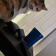 Crumbs is registered to the contest to win money with this photo: animal, background, black_case, blue_cup, calico_cat, cat, closeup, domestic_animal, door, feline, fur, household_item, indoor, pet, remote_control, side_view, tilted_photo, whiskers, white_door, wooden_surface