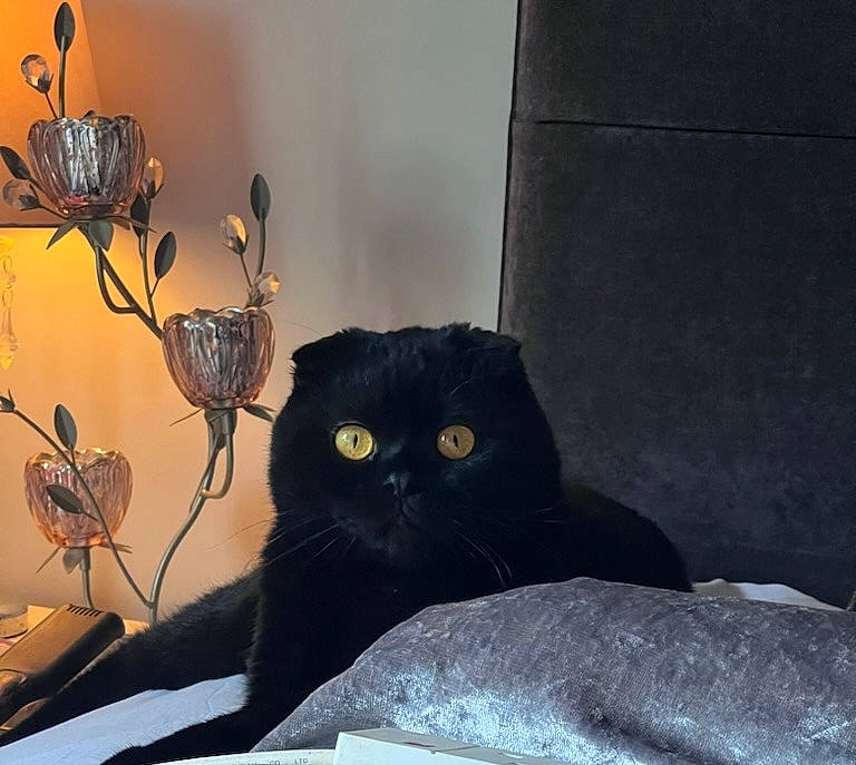 Pac joined the competition — help win amazing prizes! black_cat, bombay, carnivore, cat, comfort, domestic_short_haired_cat, felidae, flowerpot, fur, grey, petal, plant, rose, small_to_medium_sized_cats, tail, tints_and_shades, twig, whiskers, window, wood