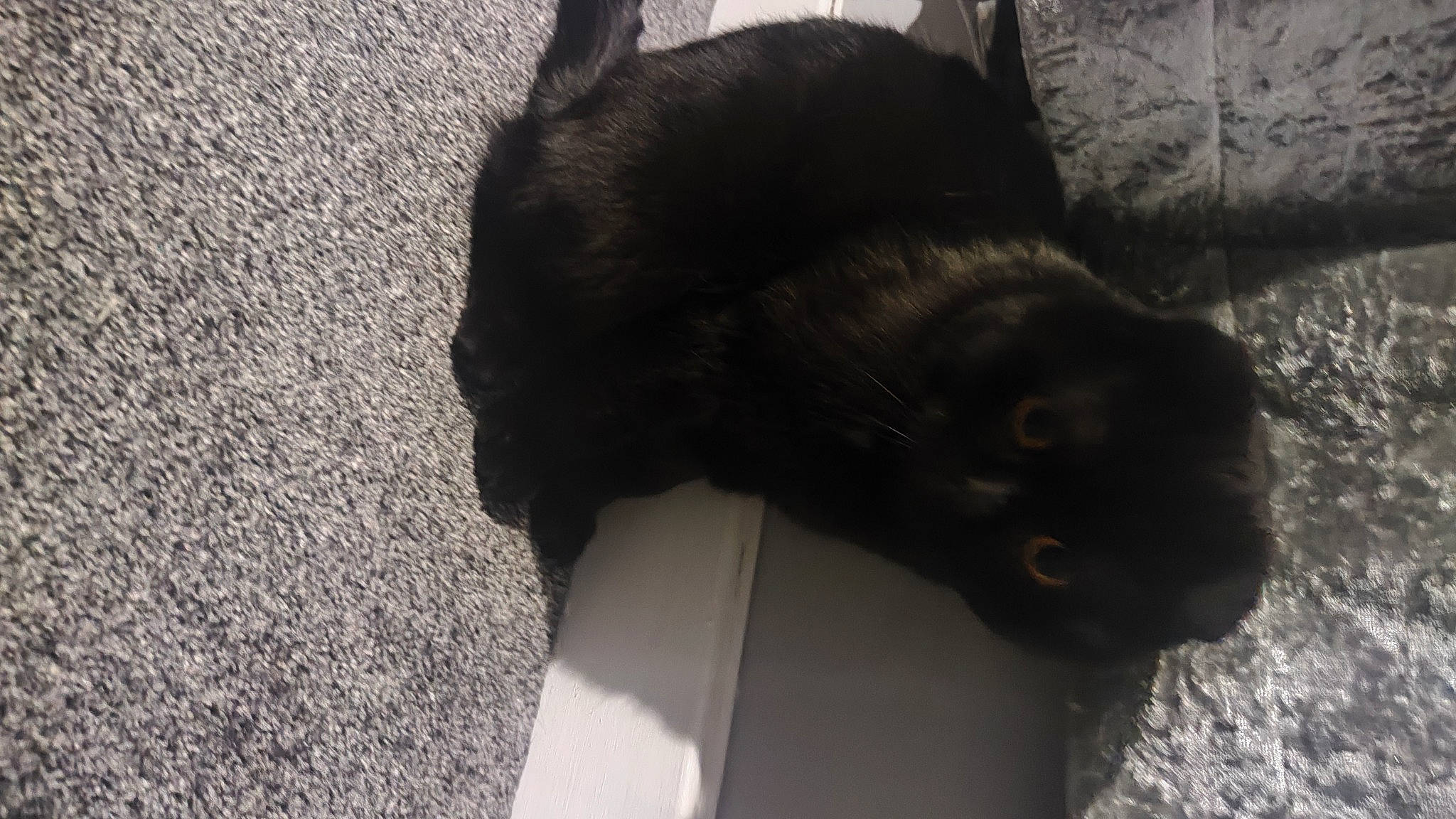 Pac is registered to the contest to win money with this photo: black_cat, bombay, canidae, carnivore, cat, claw, dog_breed, domestic_short_haired_cat, felidae, flooring, fur, liver, paw, shadow, small_to_medium_sized_cats, sporting_group, tail, terrestrial_animal, whiskers