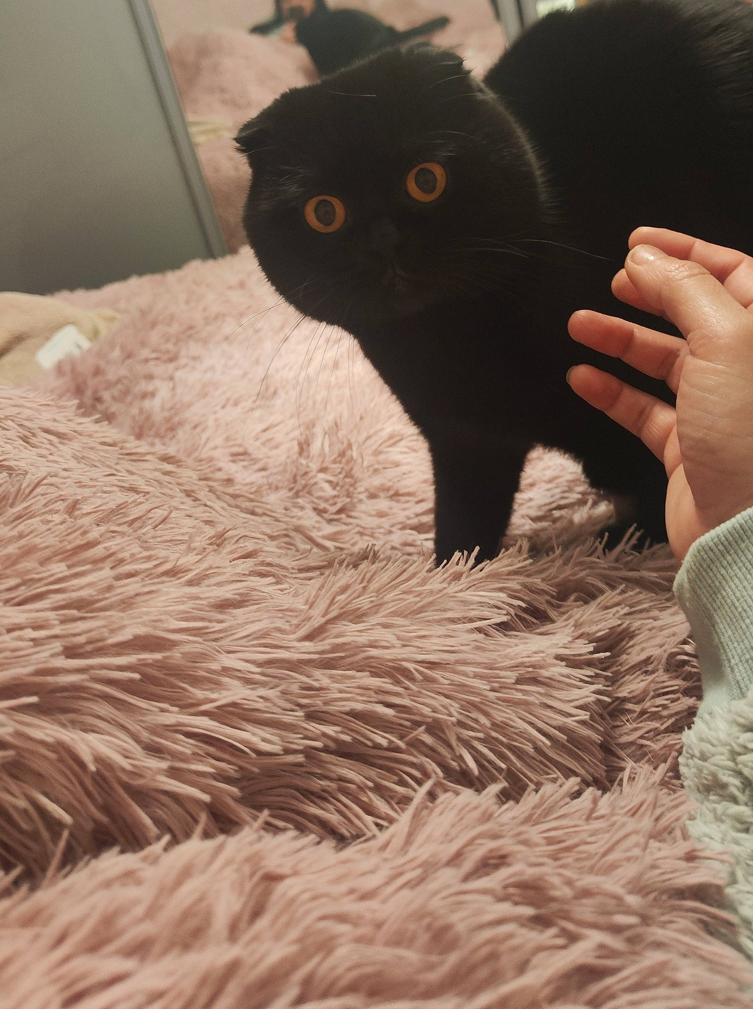 Pac is registered to the contest to win money with this photo: black_cat, bombay, carnivore, cat, claw, comfort, domestic_short_haired_cat, felidae, foot, fur, gesture, human_leg, plant, shadow, small_to_medium_sized_cats, snout, tail, tree, whiskers, wood