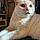 Snowbell