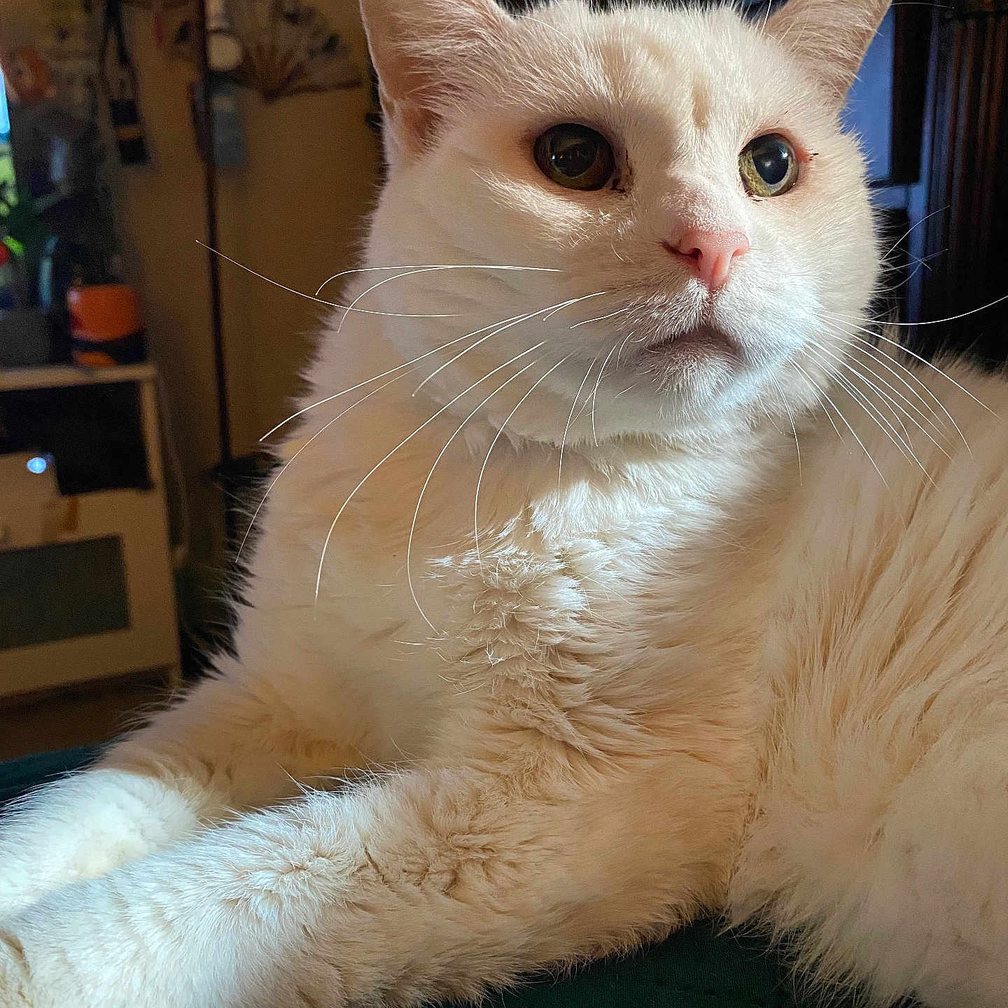 Snowbell is registered to the contest to win money with this photo: cat, white_cat, fluffy, fur, whiskers, green_eyes, pink_nose, animal, pet, close_up, portrait, indoor, home, relaxed, lying_down, sitting, cozy, household, long_whiskers, mammal