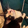 cat, black_and_white, pet, feline, whiskers, green_eyes, pink_collar, upside_down, lying_down, curled_paws, indoor, cozy, blanket, teal_background, portrait, close_up, playful, curious, animal_photography, relaxed