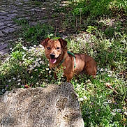 Moss a rejoint le concours — aidez-le/la à gagner de superbes lots ! dog, brown_dog, green_harness, wildflowers, grass, garden, stone_slab, cobblestone_path, sunlight, outdoor, nature, pet, animal, happy, tongue_out, smiling, leafy_background, greenery, small_dog, sitting
