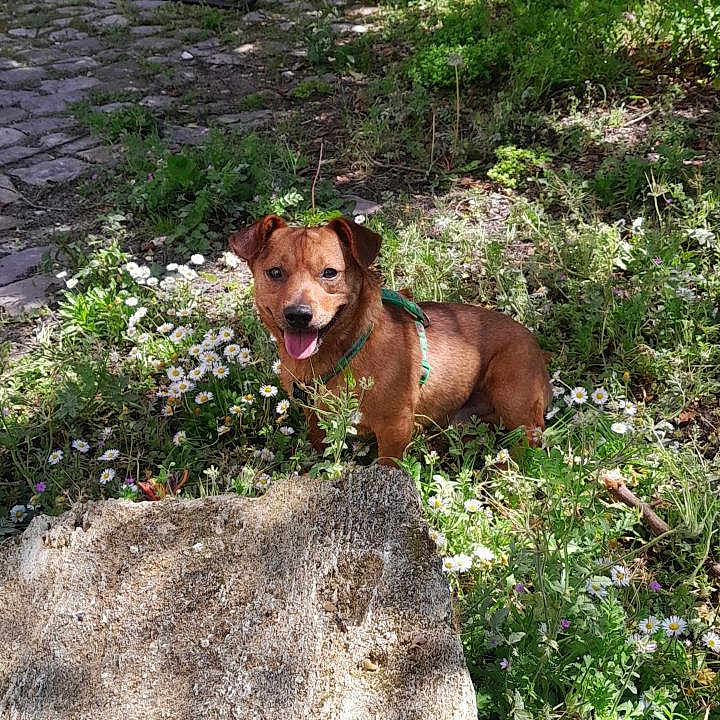 Moss a rejoint le concours — aidez-le/la à gagner de superbes lots ! dog, brown_dog, green_harness, wildflowers, grass, garden, stone_slab, cobblestone_path, sunlight, outdoor, nature, pet, animal, happy, tongue_out, smiling, leafy_background, greenery, small_dog, sitting