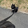 Kage participe au concours pour gagner de l'argent avec cette photo : dog, black_dog, leash, pavement, grass, outdoor, pet, animal, sitting, curious, fur, small_dog, walk, nature, daylight, sidewalk, cute, companion, friendly, canine