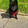 dog, puppy, black_dog, outdoor, grass, pavement, red_harness, leash, pet, animal, cute, fur, small_dog, sunlight, shadow, nature, canine, young_dog, alert, standing
