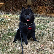 Kage participe au concours pour gagner de l'argent avec cette photo : dog, black_dog, puppy, grass, outdoor, leash, harness, pet, animal, sitting, tongue_out, happy, fur, nature, yard, cute, young_dog, canine, playful, domestic_animal