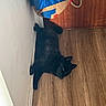dog, black_dog, lying_down, wooden_floor, corner, indoor, bag, colorful_bag, wall, relaxed, pet, flooring, canine, animal, fur, ears, paw, quiet, resting, domestic