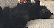 Kage a rejoint le concours — aidez-le/la à gagner de superbes lots ! cat, black_cat, lying_down, couch, indoor, relaxed, sleeping, paws_up, furniture, curtains, radiator, cozy, pet, domestic_animal, fur, home, resting, animal, soft_light, comfortable