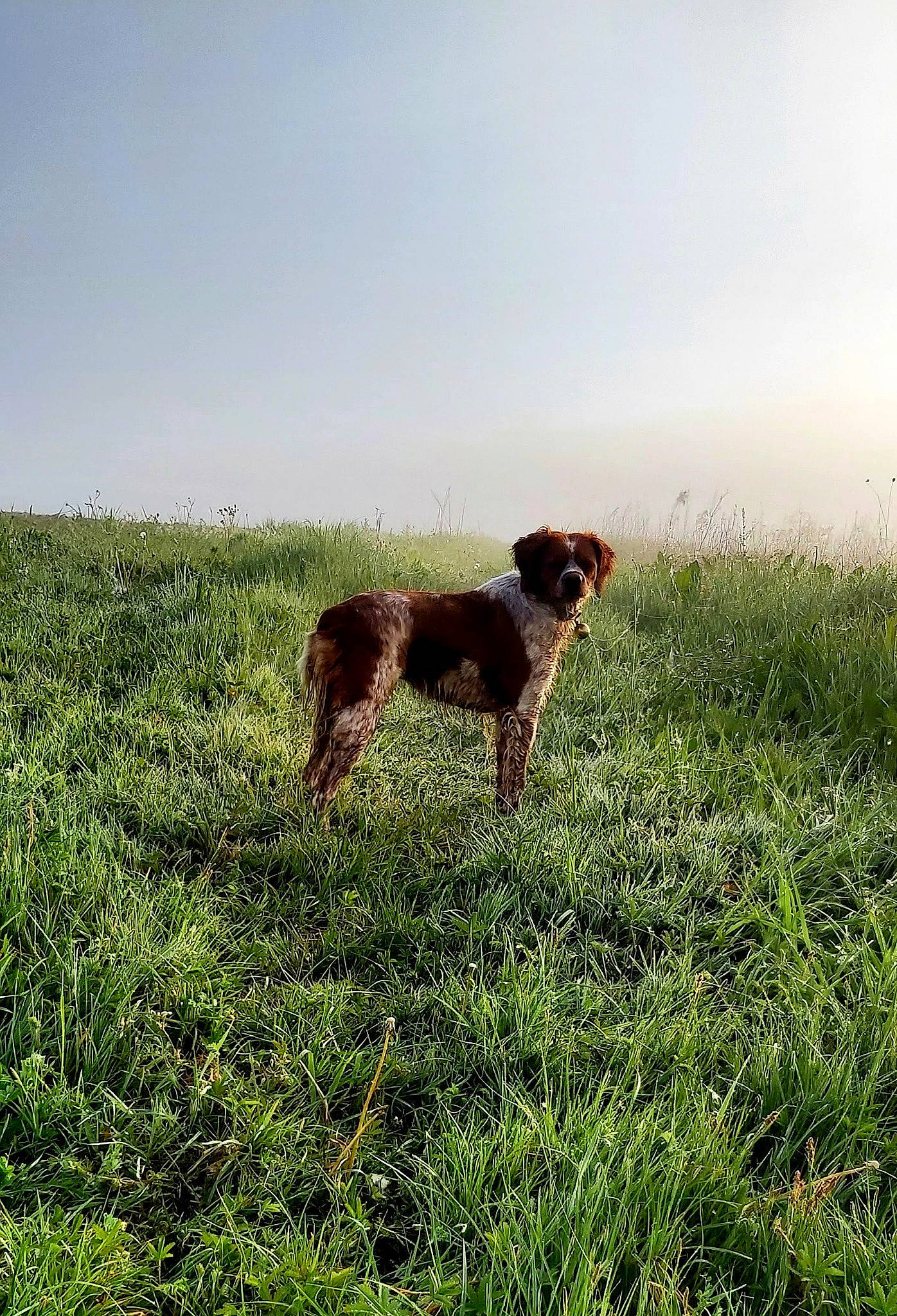 Papille a rejoint le concours — aidez-le/la à gagner de superbes lots ! agriculture, carnivore, companion_dog, dog, dog_breed, fawn, field, grass, grass_family, grassland, horizon, landscape, meadow, natural_landscape, people_in_nature, plant, prairie, sky, sporting_group, tail