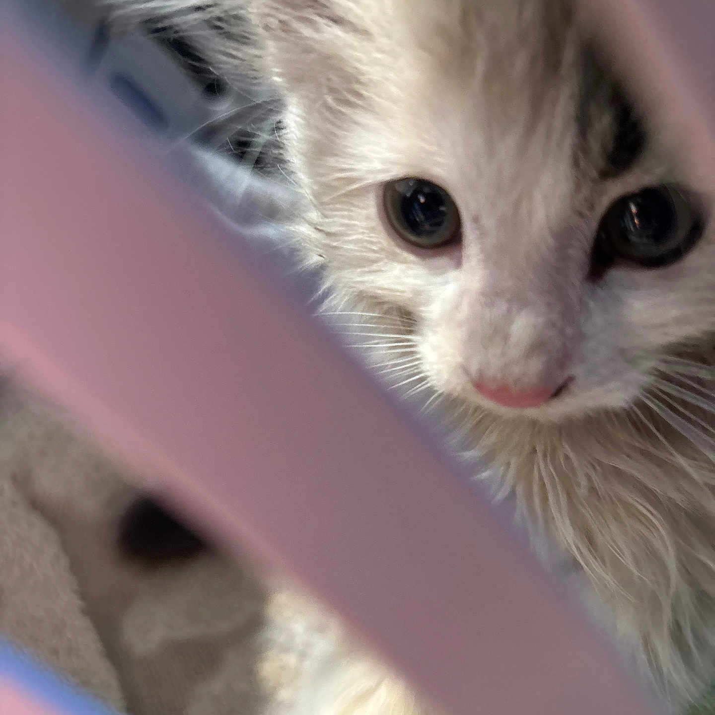 Milo is registered to the contest to win money with this photo: animal, cage, cat, close_up, curious, cute, eyes, face, feline, fur, indoor, kitten, looking, pet, pink_bars, portrait, small, soft, whiskers, young