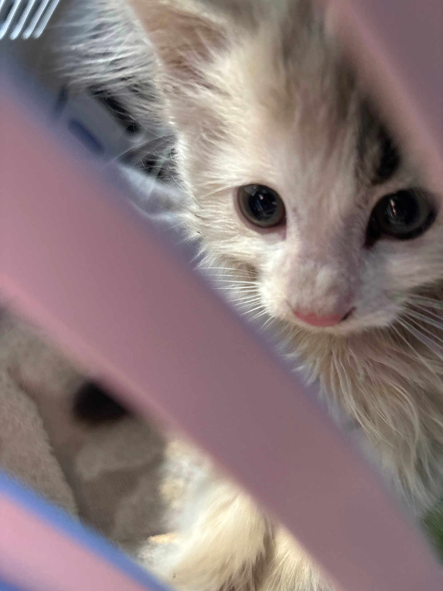 Milo is registered to the contest to win money with this photo: kitten, cat, close_up, curious, fur, pink_bars, pet, animal, eyes, whiskers, young, cute, feline, indoor, soft, small, face, portrait, looking, cage