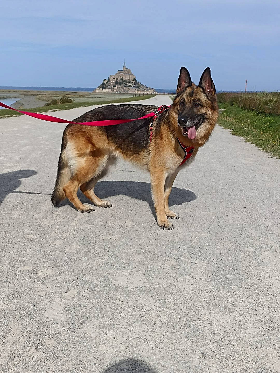 Jaika participe au concours pour gagner de l'argent avec cette photo : canidae, carnivore, collar, dog, dog_breed, dog_supply, east_european_shepherd, fawn, german_shepherd_dog, herding_dog, king_shepherd, leash, old_german_shepherd_dog, pet_supply, sky, snout, sporting_group, tail, working_animal, working_dog